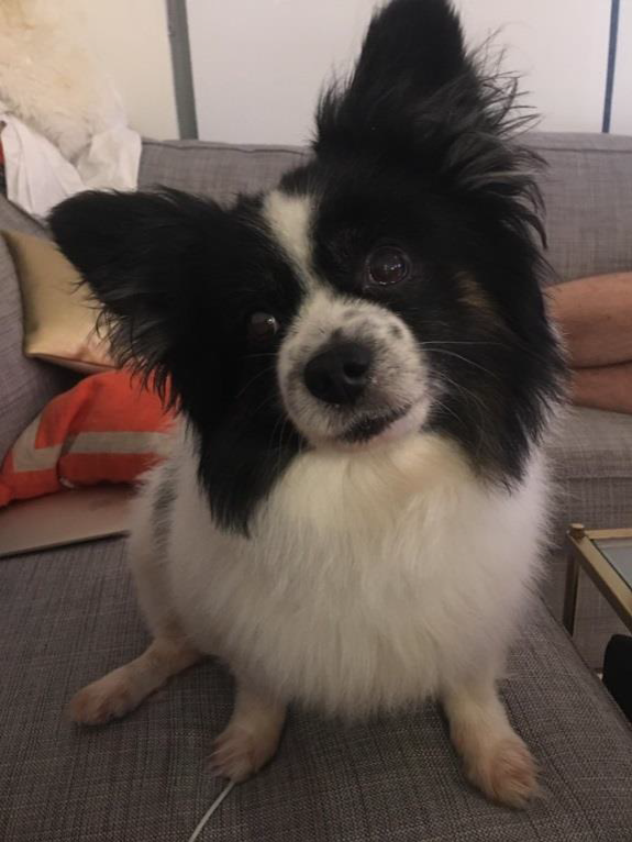 shipping dogs to australia
