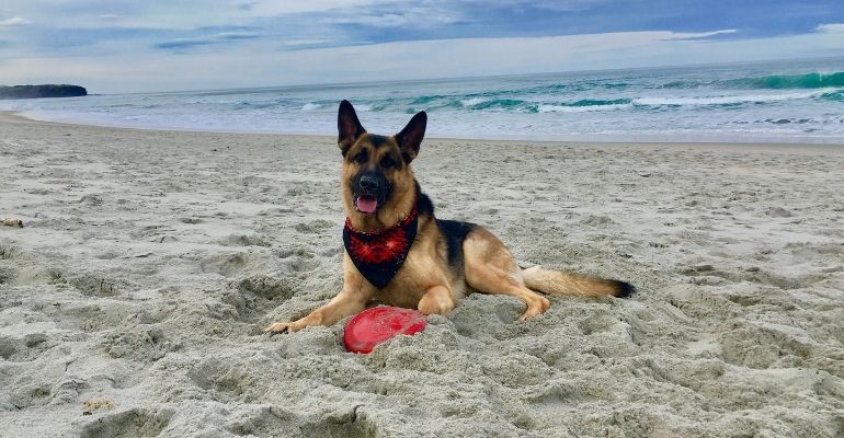 german shepherd on the beach