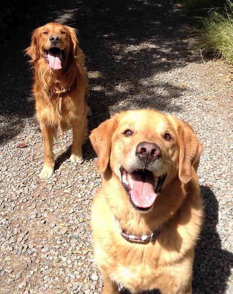 Two Golden retrievers that flew to Thailand on KLM