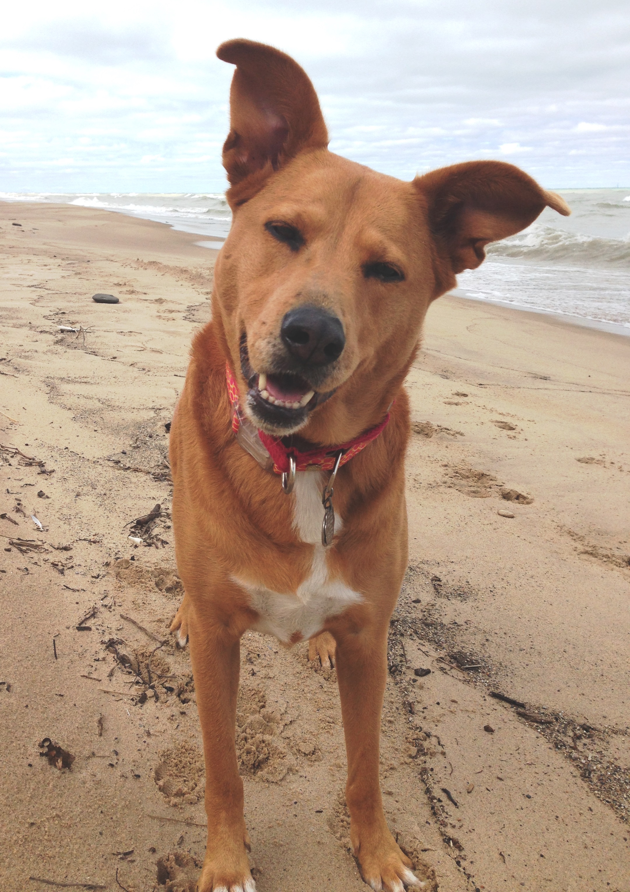 Laika in Singapore
